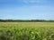Blooming buckwheat field in summer