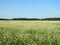 Blooming buckwheat field in summer, Lithuania