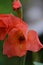 A blooming bud of a pink flower of Gladiolus or Spike lat. Gladiolus on a green background. Raindrops on flower buds.