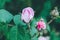 Blooming bud of a pink rose. Flower closeup