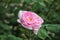 Blooming bud of a pink rose. Flower closeup