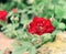 Blooming bud of a red rose. Flower closeup