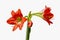 Blooming and budding beautiful bright red Hippeastrum or Amaryllis flower and green stem isolated on white background