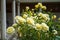 Blooming and budding beautiful yellow rose flowers on blurred background of Hagia Sophia historical world heritage building part