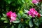 Blooming and budding bright shades of pink Rhododendron flowers shrubs among green leaves on rainy day in Kurokawa onsen town