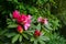 Blooming and budding bright shades of pink Rhododendron flowers shrubs among green plant on rainy day in Kurokawa onsen town