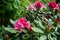 Blooming and budding bright shades of pink Rhododendron flowers shrubs on rainy day in Kurokawa onsen town