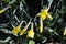 Blooming buds of daffodils in flower bed