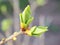 Blooming buds and growing leaves of an ornamental shrub before flowering close-up. Light tender illustration about the onset of