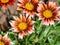 blooming buds of orange-pink Gazania