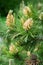 Blooming buds of pine cones