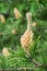 Blooming buds of pine cones