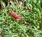 blooming buds of pink Gazania