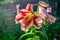 Blooming buds of a tall decorative lily in the morning summer sun.