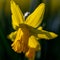 Blooming bulb of a Daffodil or Narcissus flower in the park in downtown Maastricht