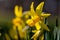 Blooming bulb of a Daffodil or Narcissus flower in the park in downtown Maastricht