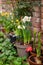 Blooming bulb flowers growing in ceramic flowerpots in home garden patio