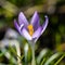 Blooming bulb of a purple crocus flower in the park in downtown Maastricht