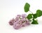 Blooming bunch of lilac on white background. Copy space