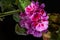 Blooming bunch of pink geranium flowers, isolated on black background. close up