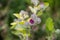 Blooming burdock Arctium lappa