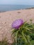 Blooming burdock on the background of the sea in spring in Israel close-up.