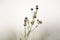 Blooming burdock plant grows in summer field. Selective art focus in white fog