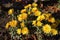 Blooming bush of amber yellow Chrysanthemums