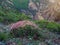 Blooming bush on the background of the mountains. Onobrychis cornuta bush on a mountain slope