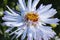 Blooming Bush Chrysanthemum, dew