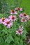 Blooming Bush of Echinacea.