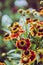 Blooming bush of helenium in the garden