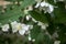 Blooming bush of jasmine. Macro shot.