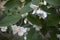 Blooming bush of jasmine. Macro shot.