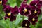 Blooming bush of large burgundy pansies. Background, bright summer