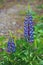 Blooming Bush lupine perennial.