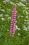 Blooming Bush lupine pink decorative