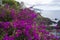 Blooming bush, Madeira Island