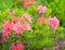 Blooming bush of pink azalea in the botanical garden. Evergreen rhododendron on green background with soft focus