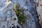 Blooming bush of Roberts geranium grows in the crevice of the rock