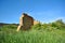 Blooming bushes of elderberry on a green meadow along old crumbling wall, spring day