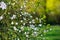 Blooming bushes in spring with white flowers on a background of green forest