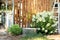 Blooming bushes white hydrangea and old iron bowl on the backyard of wooden house, summer decoration outdoor terrace. Galvanized b