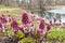 Blooming butterbur