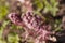 Blooming butterbur close up