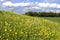 Blooming buttercups and cumulus clouds