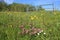 Blooming buttercups, shamrocks and daisies.