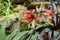 A Blooming Butterfly Amaryllis in a Garden Setting