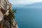 Blooming Cacti on the rocks with sea back on background. Copy Sp