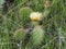 A Blooming Cacti, Yellow Flower Green Grass